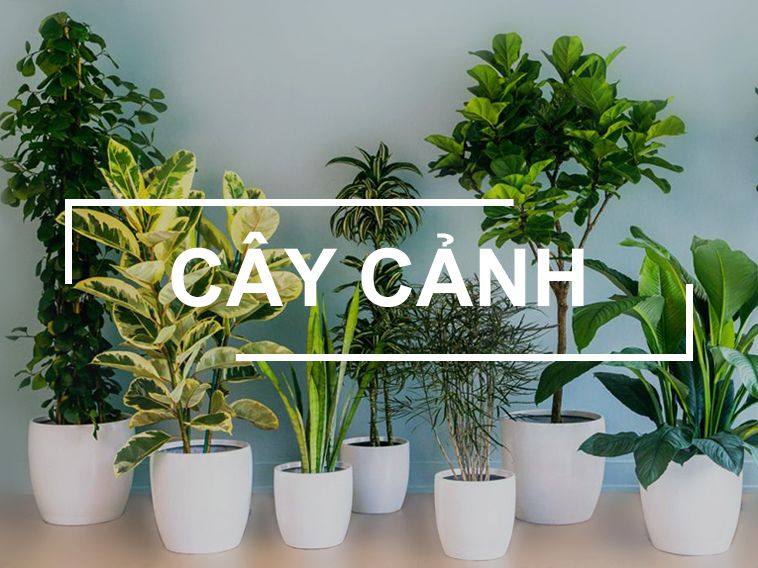Trang chủ 34 cay canh 1