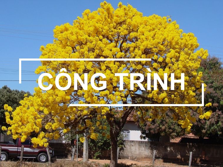Trang chủ 33 cay cong trinh 1