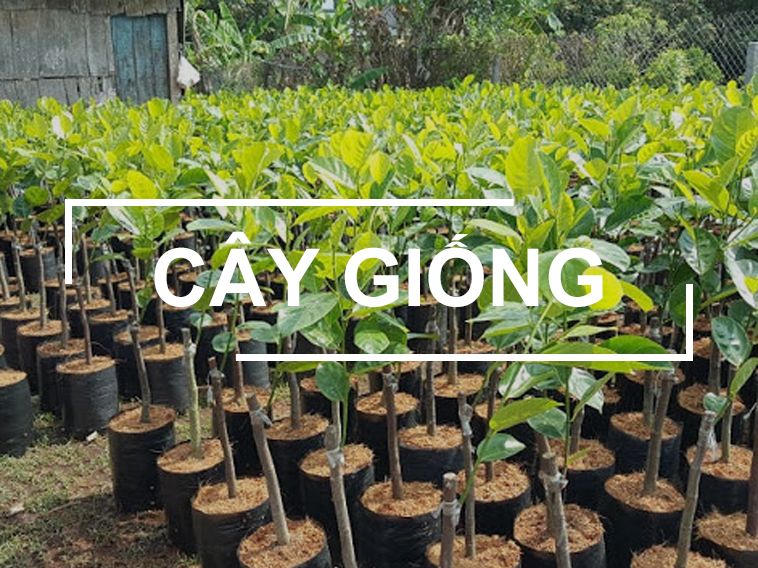 Trang chủ 35 cay giong 1