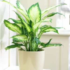 cay van nien thanh 1