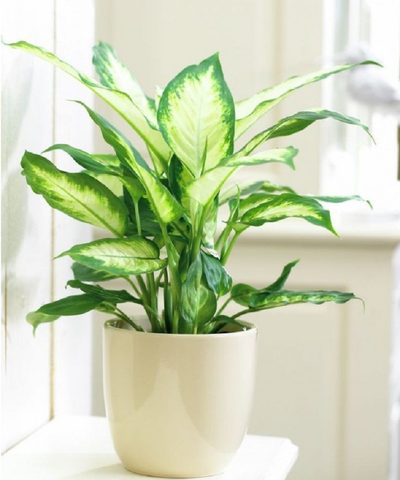 cay van nien thanh 1