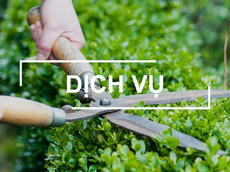 Trang chủ 36 dich vu cham soc cay xanh 1