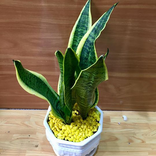 Cây lưỡi hổ 2 Cây Lưỡi Hổ