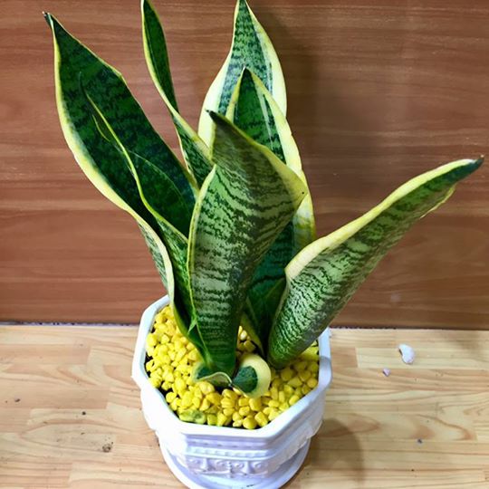 Cây lưỡi hổ 1 Cây Lưỡi Hổ