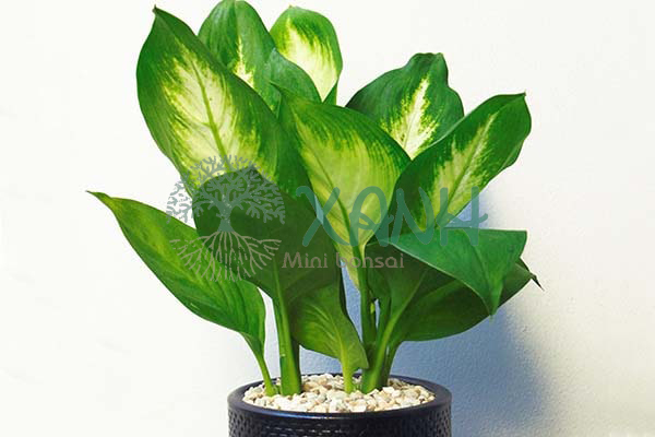 Cây vạn niên thanh